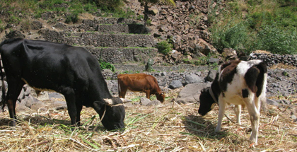 Photo de trois vaches