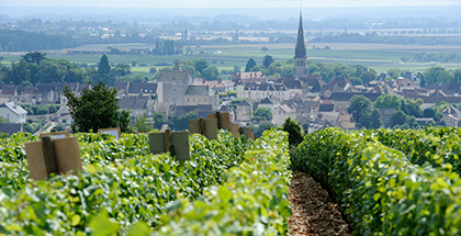 Photo d'un champ de vigne avec en arrière plan un village