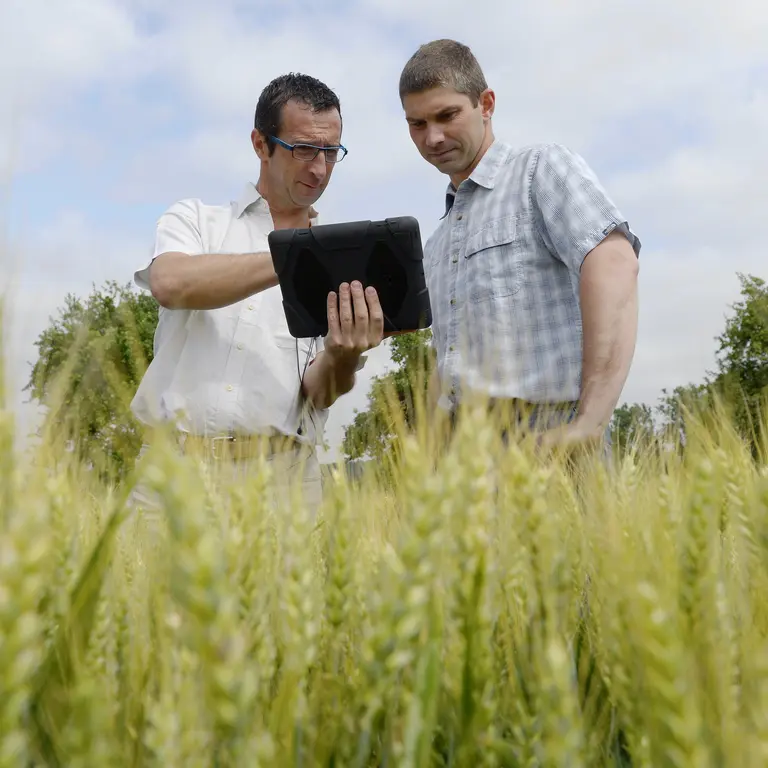 Photo de deux hommes dans un champ de blé vert en train de regarder une tablette 