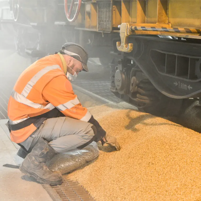 Photo d'un homme avec des équipements de sécurité dont un casque, contrôlant un tas de grain de blé devant un train 