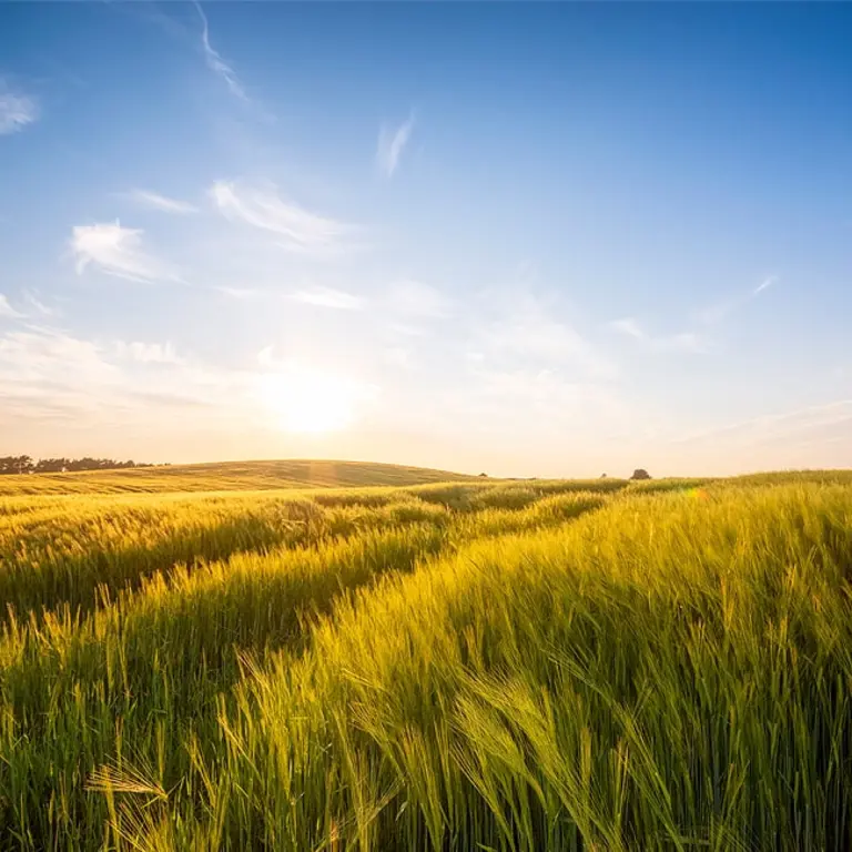 champ d'orge sous un ciel bleu avec un soleil