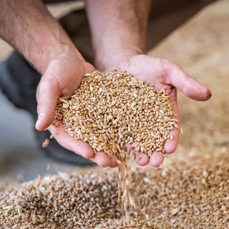 Photo de mains d'homme prenant des grains de blé dans un tas